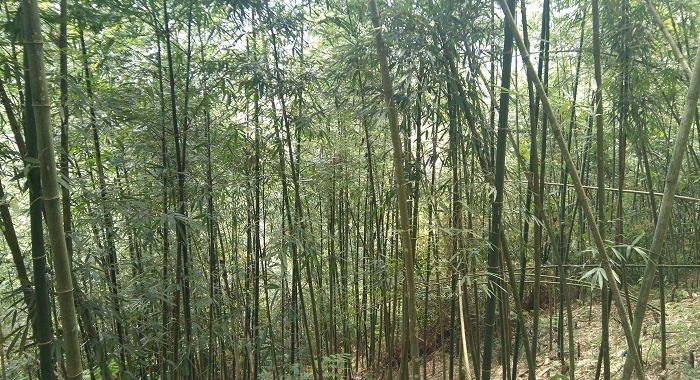 Sapa_bosque de bambú