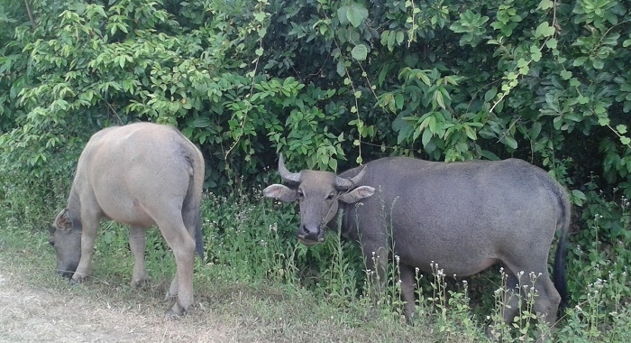 Toros Phong Na Pueblo